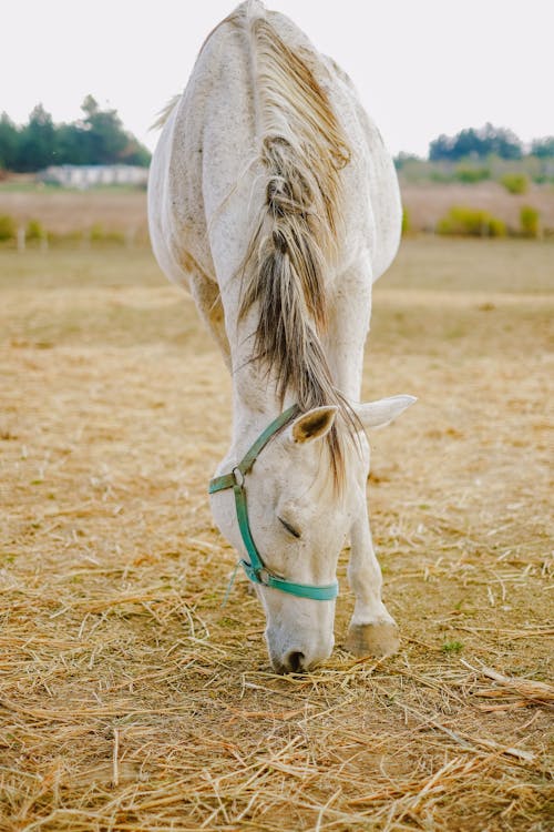 Horse on Farm in Countryside