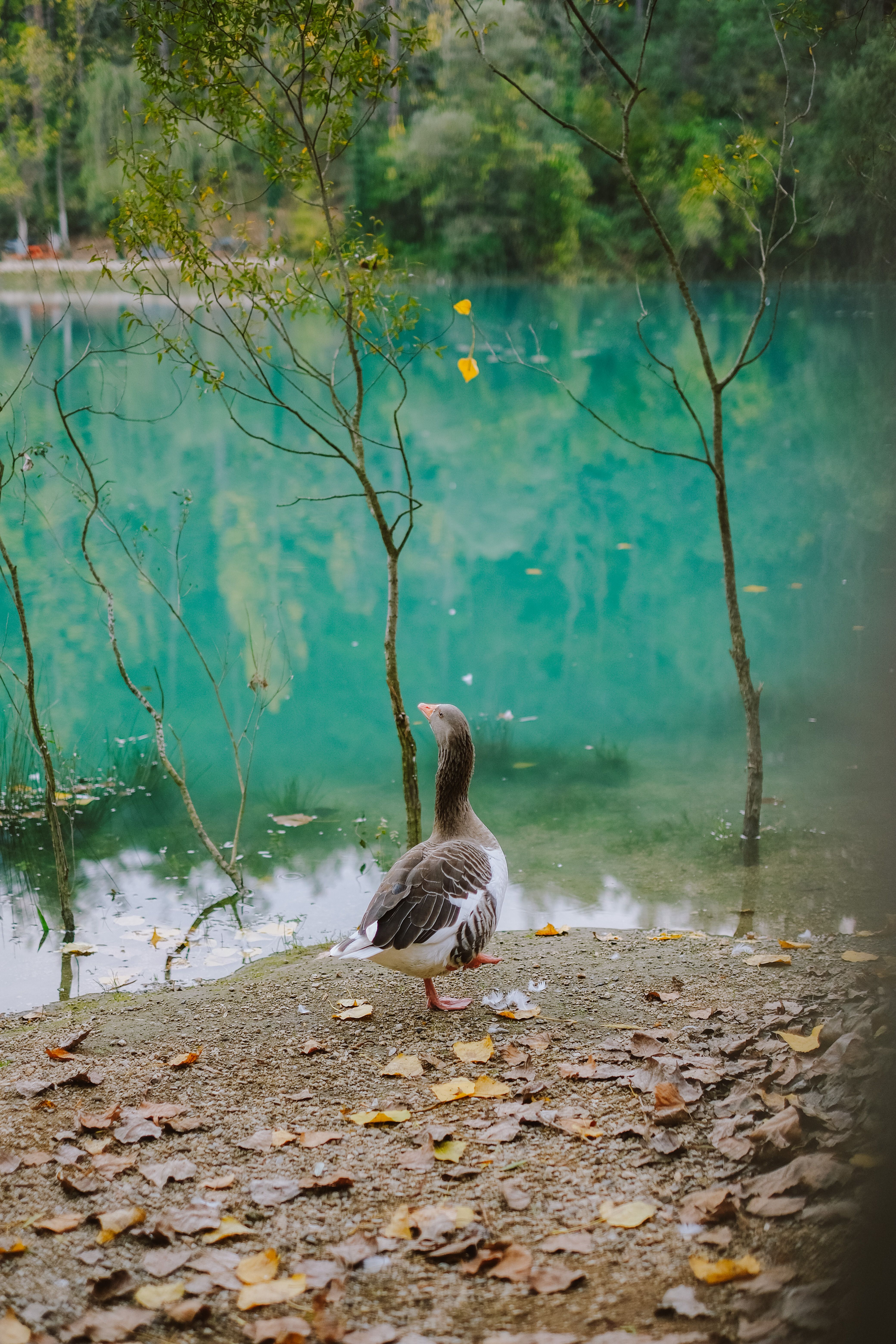 Photo gratuite de animal, anserini, aquatique, arbre, automne, aviaire ...
