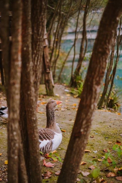 Goose in a Forest