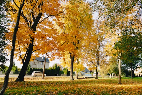 Yellow Autumn Trees in a Park