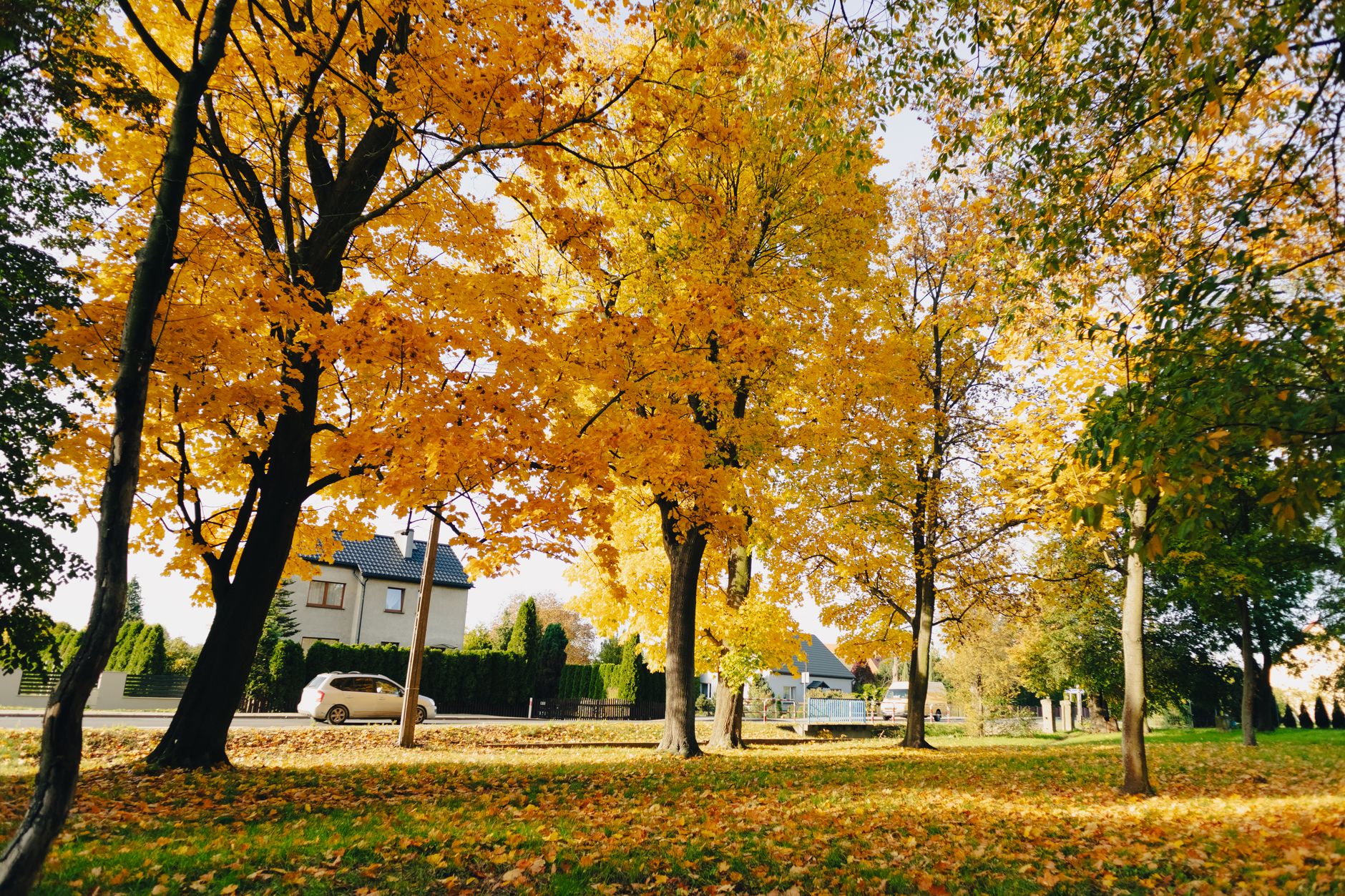 Beautiful autumn scene with golden leaves in a park, capturing the essence of fall.