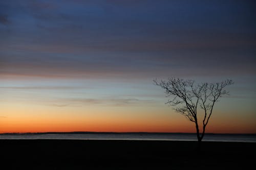 Kostnadsfri bild av gradient, grenar, himmel