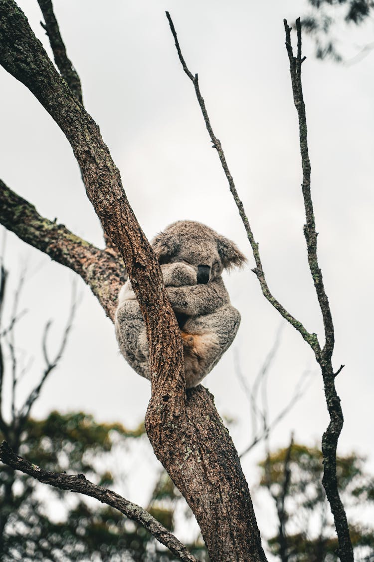 Koala Sleeping On A Tree