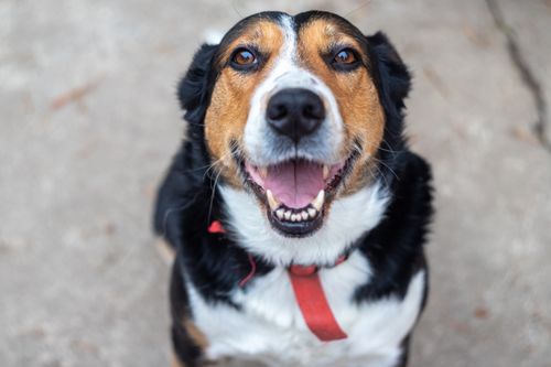 Free Close-up of a happy tricolor dog with a red collar, showcasing its playful expression. Stock Photo