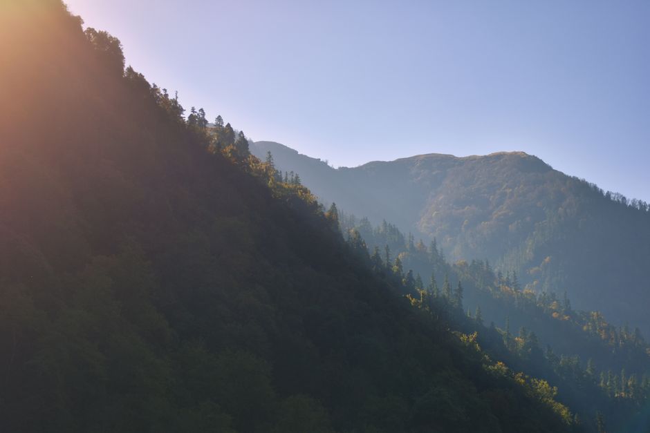Sunrise light through a Himalayan pine forest in Dunagiri, Uttarakhand