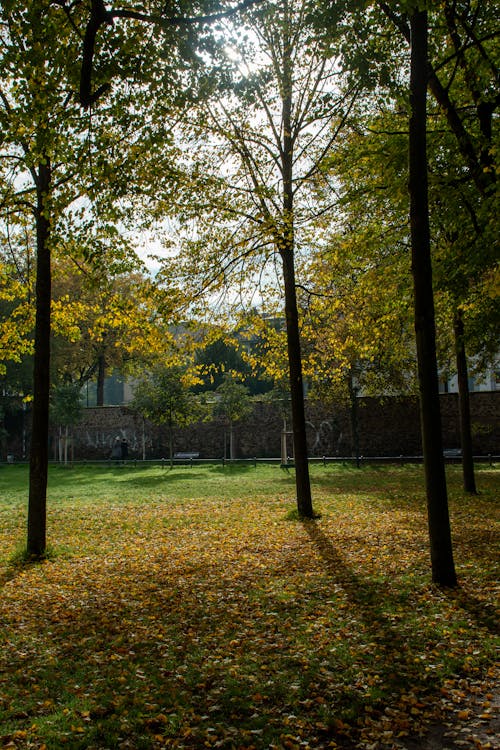 Leaves around Trees in Park in Autumn