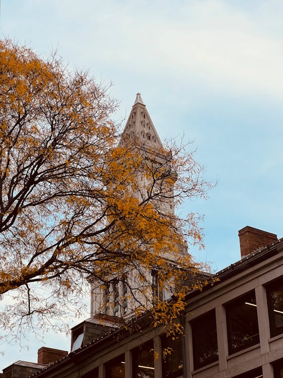 Foto d'estoc gratuïta de arbres, boston, catòlic