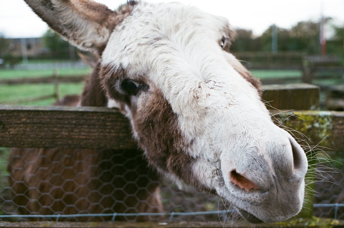 Kostnadsfri bild av åsna, boskap, djurfotografi