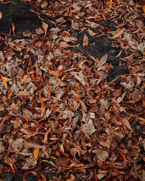 Foto profissional grátis de cor do outono, cores de outono, cores do outono