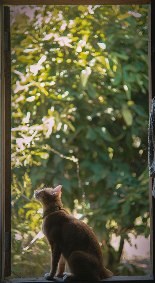 Free Peaceful scene of a cat sitting at a window, gazing at vibrant green foliage. Stock Photo
