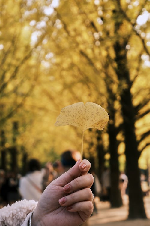 Hand Holding Autumn Leaf against Alley