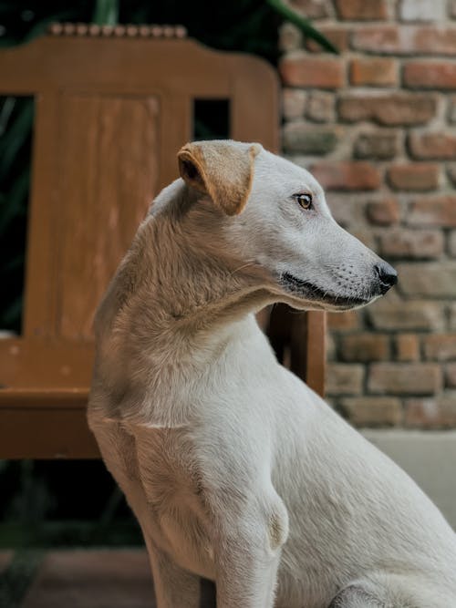 Cretan Hound on Patio