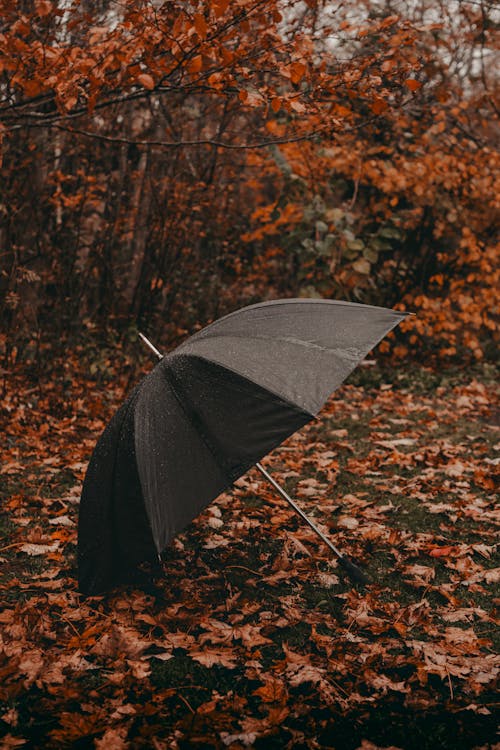 Black Umbrella on Colorful Leaves in Autumn