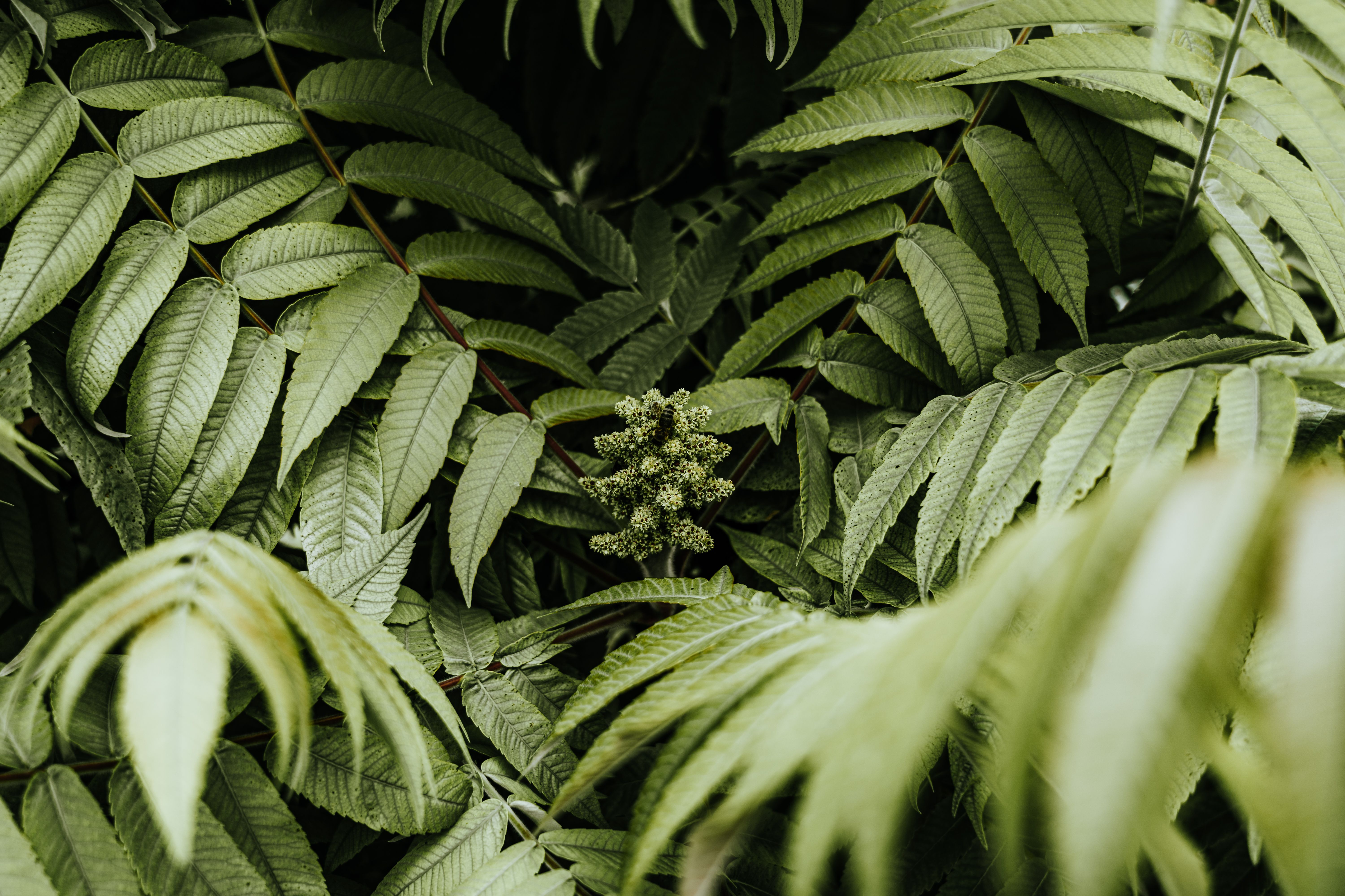 Les 7 Plantes Adaptogènes Méconnues qui Rééquilibrent votre Énergie et Domptent le Stress Chronique