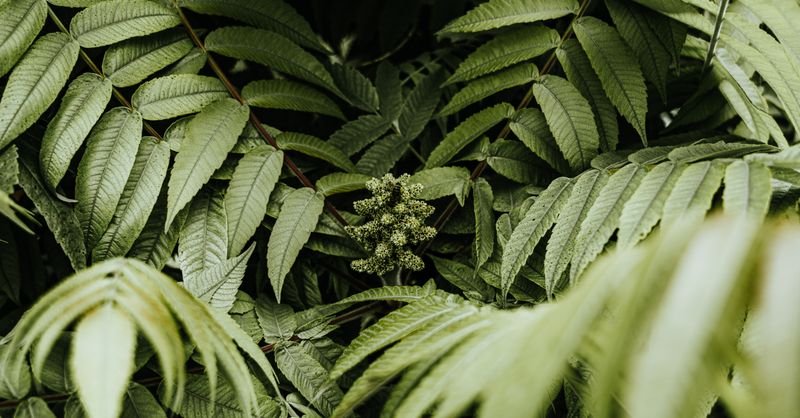 Ma plante pousse tout en hauteur avec des tiges fines : pourquoi ?