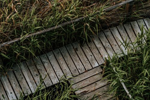 Free A rustic wooden boardwalk surrounded by green marsh grasses in a natural wetland area. Stock Photo