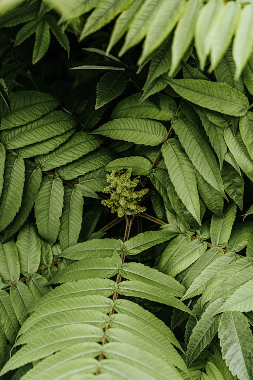 Lush Green Foliage