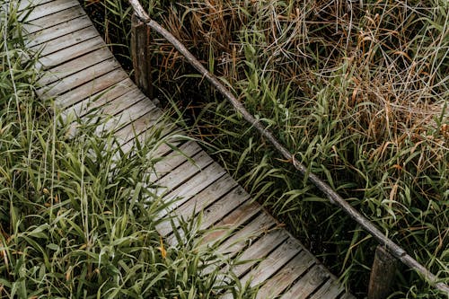 Immagine gratuita di erba, in legno, palude