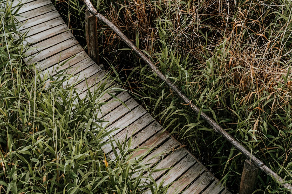Wooden Footpath with One Railing over Wetland