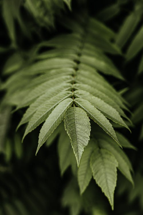 Close-up on Green Leafy Branch