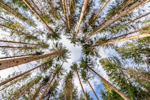 Imagine de stoc gratuită din arbori, arbori veșnic verzi, codru