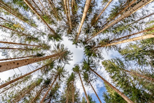 Foto d'estoc gratuïta de arbres, bosc, caducifoli