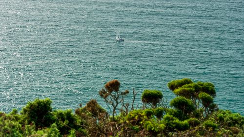 Free A serene view of a sailboat sailing on the ocean with plants in the foreground, evoking summer tranquility. Stock Photo