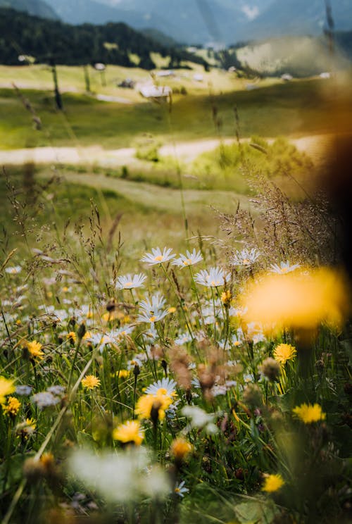 Meadow of Chamomile Daisies in Mountain Valley