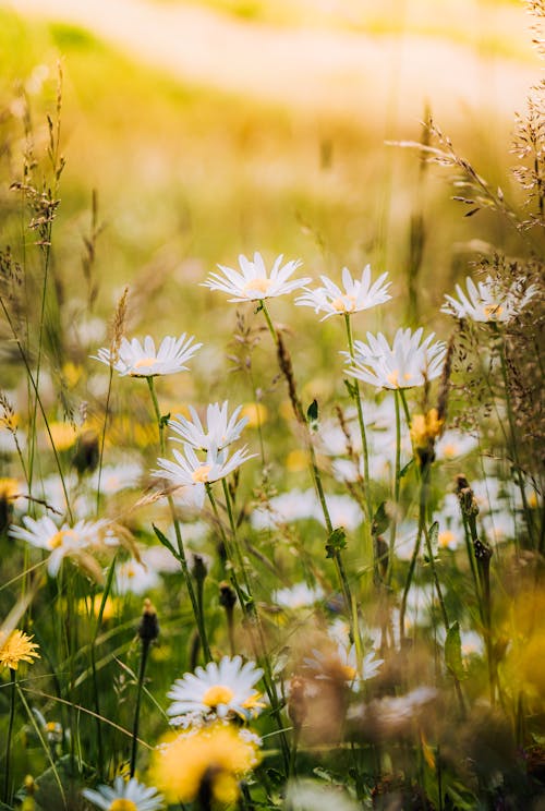 デイジー, フラワーズ, 咲くの無料の写真素材
