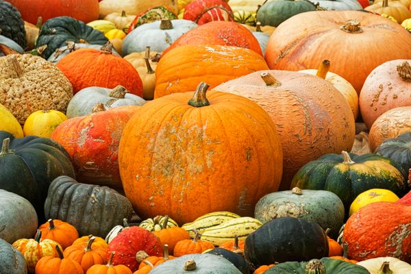 Autumn Harvest Gourds jigsaw puzzle