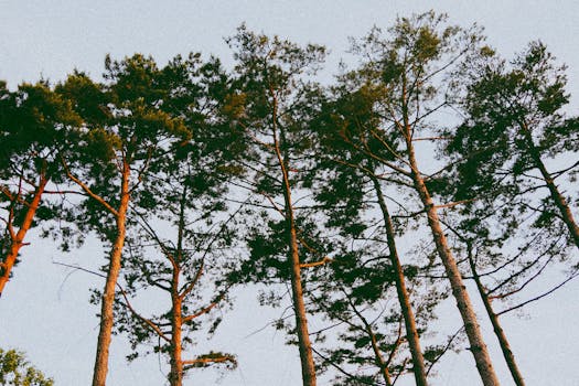 Explore the natural beauty of tall pine trees reaching into the clear sky, symbolizing growth and vitality.