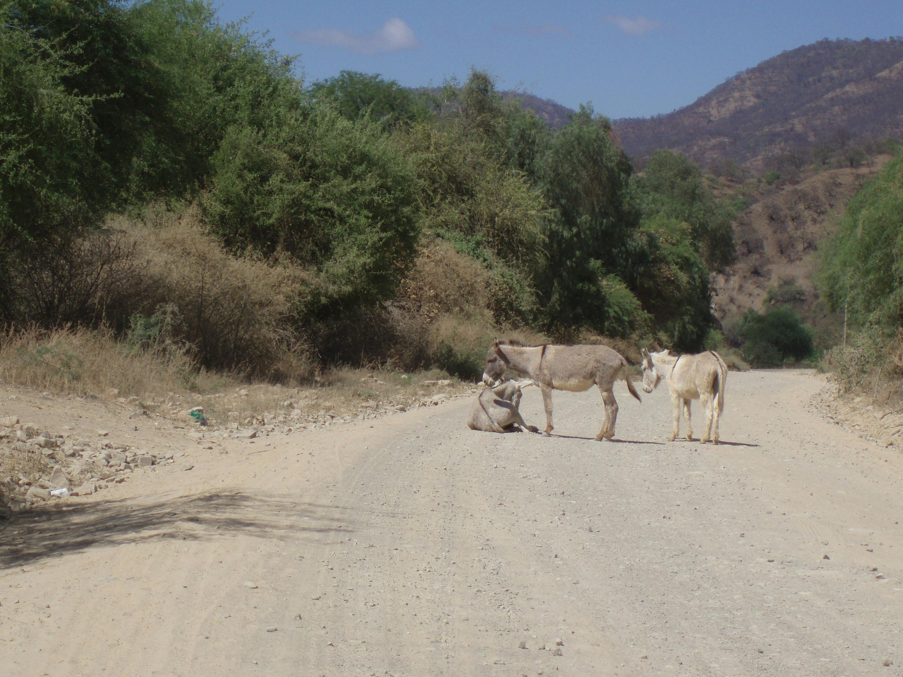 Free stock photo of donkeys on dusty road