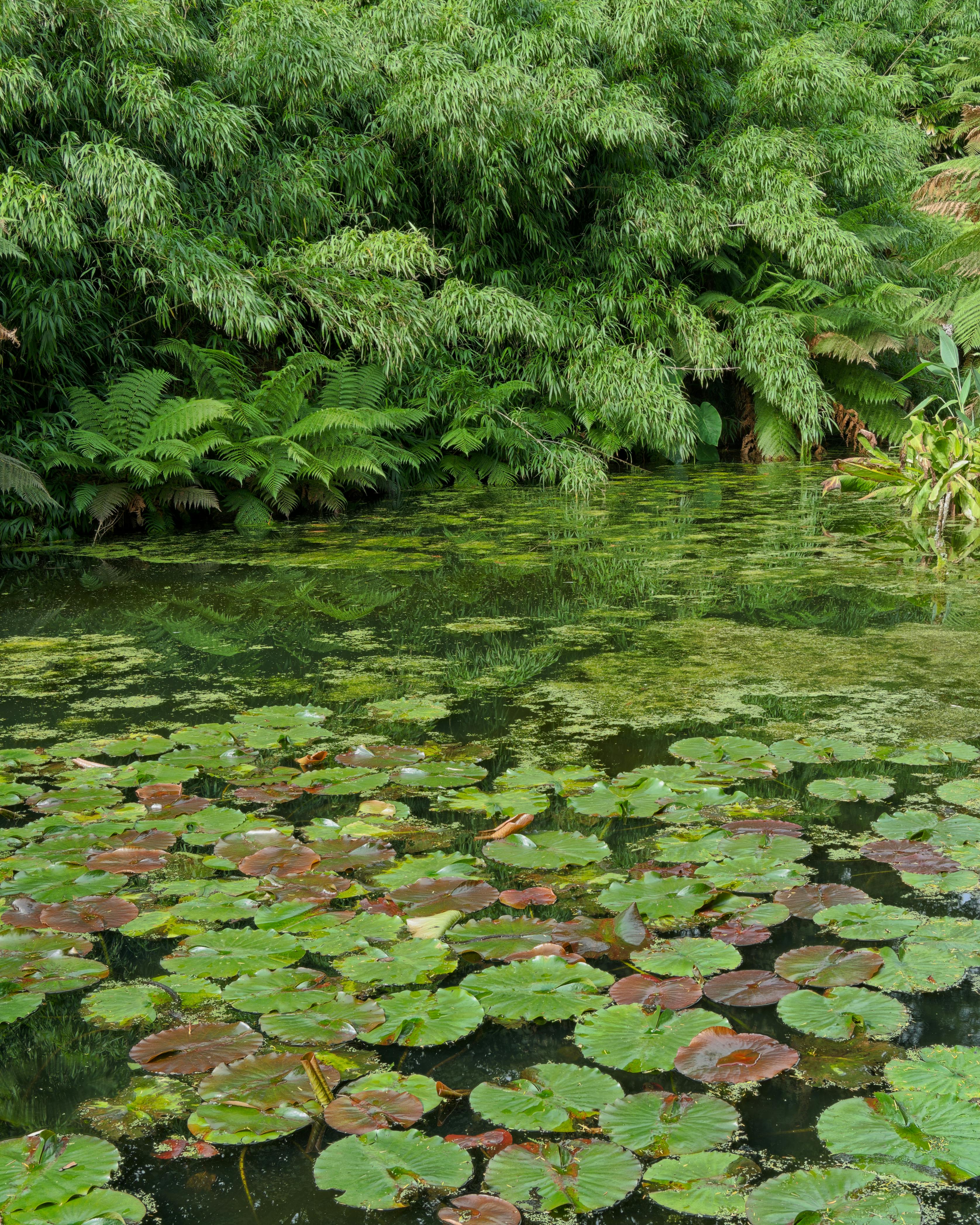 Calm Garden Photos, Download The BEST Free Calm Garden Stock Photos & HD Images