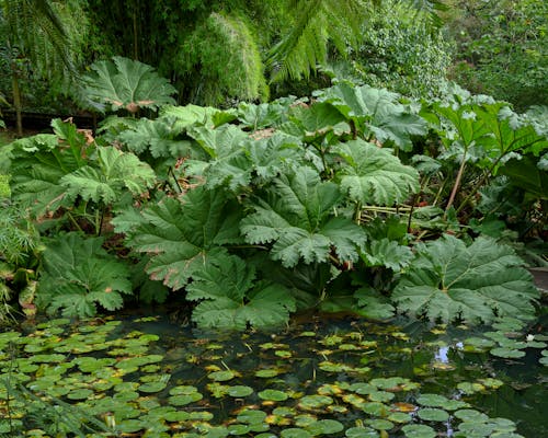 Plants around Lake in Forest
