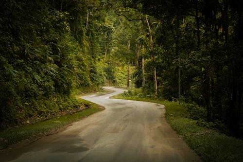 Fotos de stock gratuitas de bosque, carretera con curvas, curva