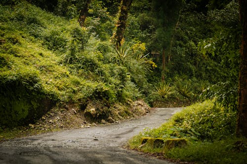 Foto d'estoc gratuïta de arbres, bosc, camí de carro