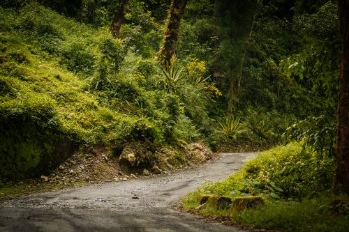 Free A scenic dirt road winds through a lush green forest, perfect for nature exploration. Stock Photo
