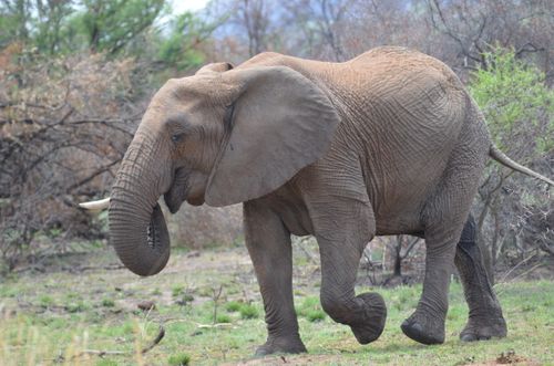 Free A graceful African elephant walking through the lush landscapes of Pilanesberg National Park. Stock Photo