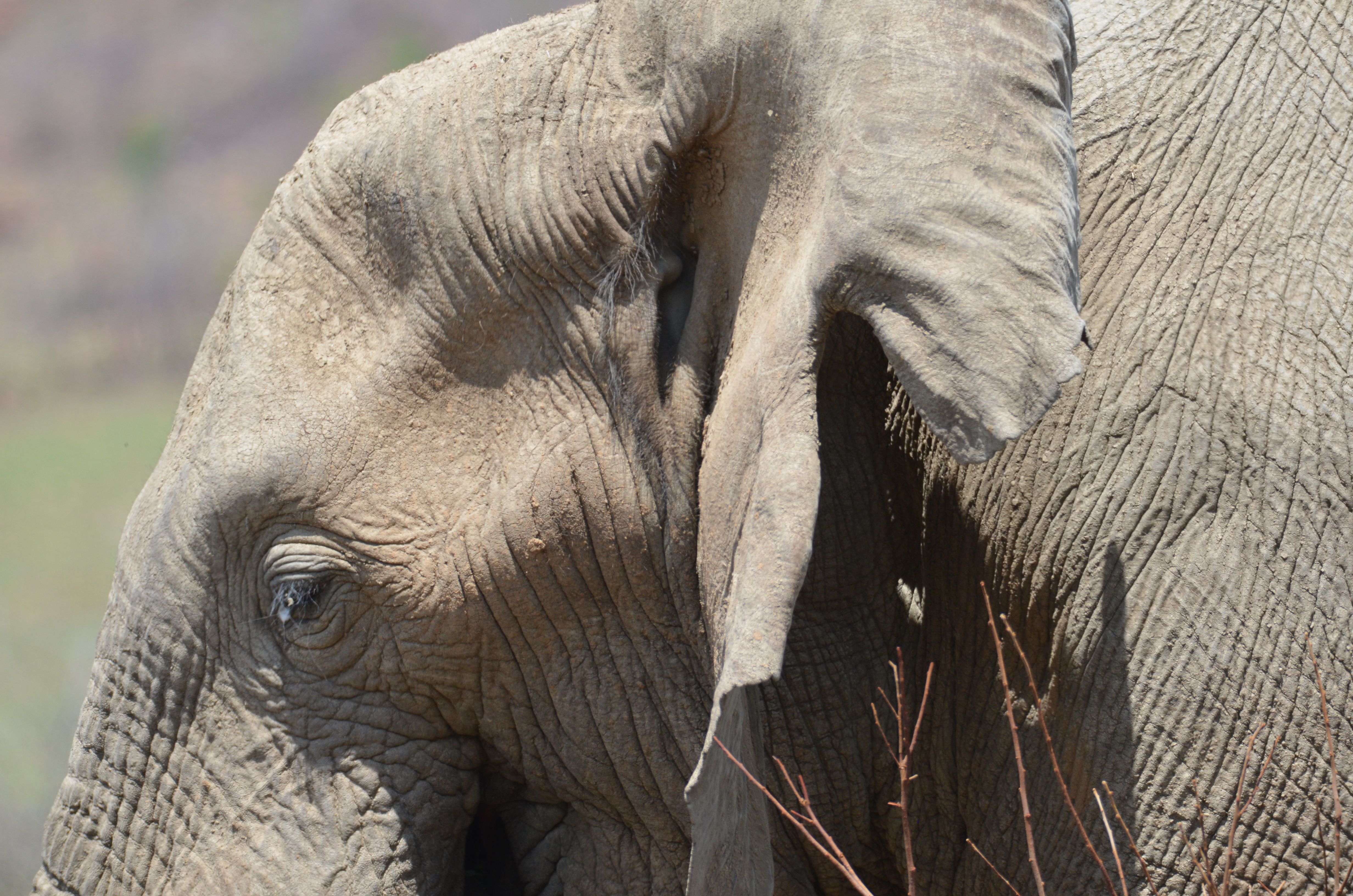 Detailed close-up of an African elephant in South Africa's Pilanesberg National Park.