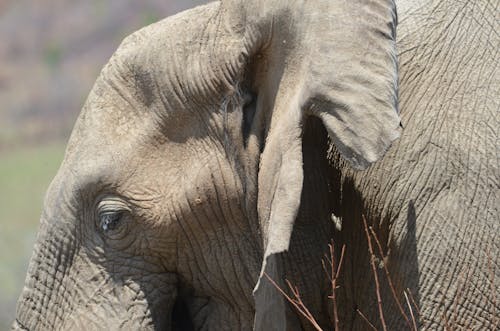 Fotos de stock gratuitas de de cerca, elefante, fauna