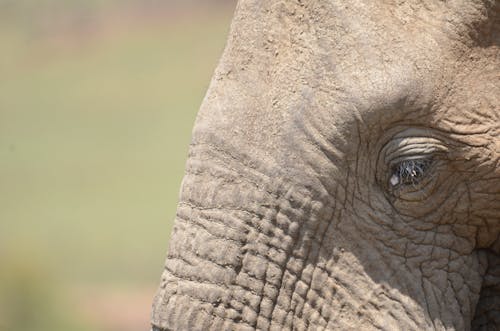 afrika fili, baş, cilt içeren Ücretsiz stok fotoğraf