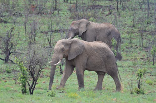 African Elephants Roaming the Savannah