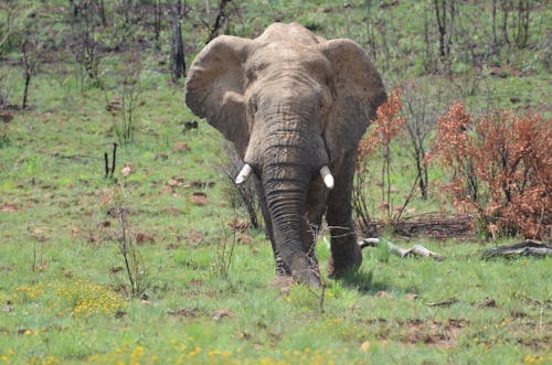 African Elephant on the Savannah in Kruger National Park