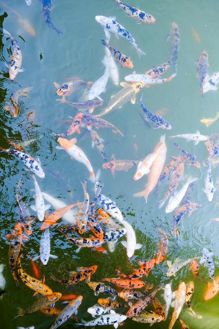 School Of Colorful Carps In Koi Pond