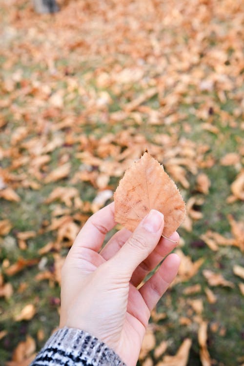 Holding a Dry Brown Autumn Leaf