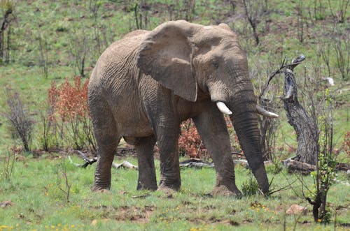 afrika fili, ağaç gövdesi, bozkır içeren Ücretsiz stok fotoğraf