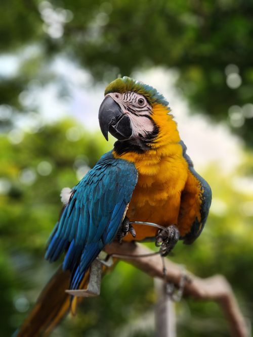 Free Close-up of a vibrant macaw perched on a branch in a tropical setting, showcasing its striking feathers. Stock Photo