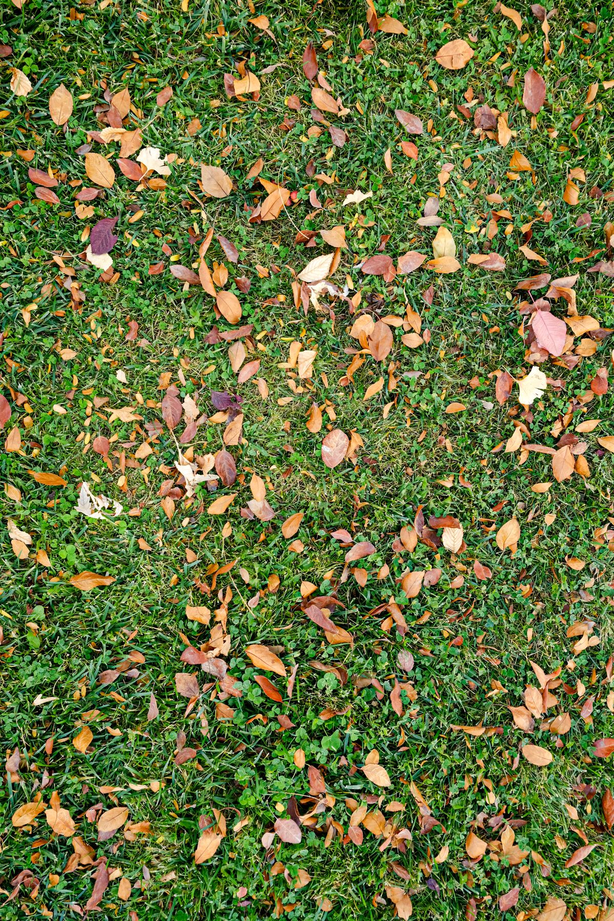 Colorful autumn leaves scattered across a green lawn