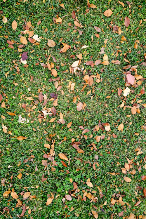 Free Dry Autumn Leaves on the Grass Stock Photo