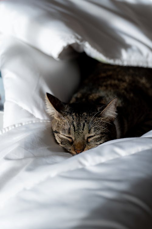 dikey atış, Evcil Hayvan, kedi içeren Ücretsiz stok fotoğraf